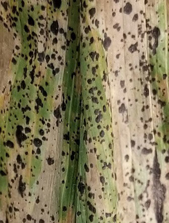 Tar spot vertical